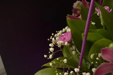 Spring flowers Stock Photos