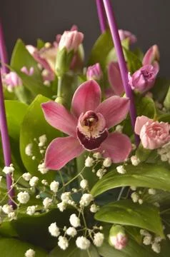 Spring flowers Stock Photos