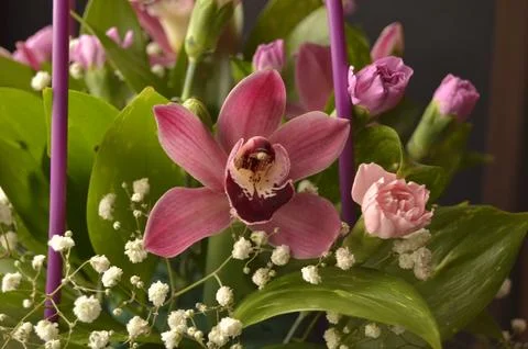 Spring flowers Stock Photos