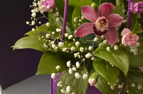 Spring flowers Stock Photos