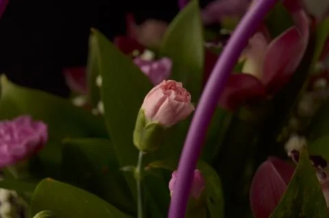 Spring flowers Stock Photos