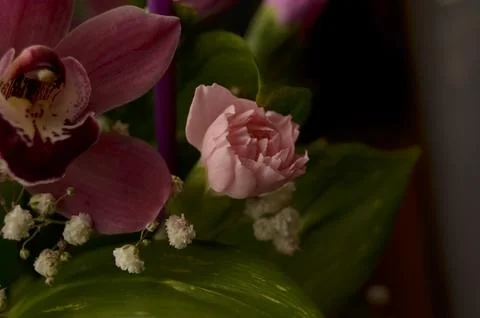 Spring flowers Stock Photos
