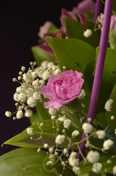Spring flowers Stock Photos