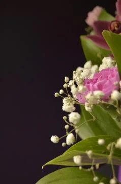Spring flowers Stock Photos