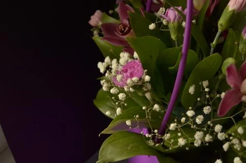 Spring flowers Stock Photos