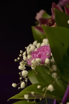 Spring flowers Stock Photos