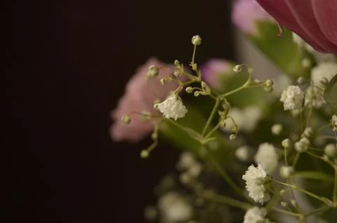 Spring flowers Stock Photos
