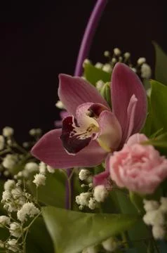 Spring flowers Stock Photos