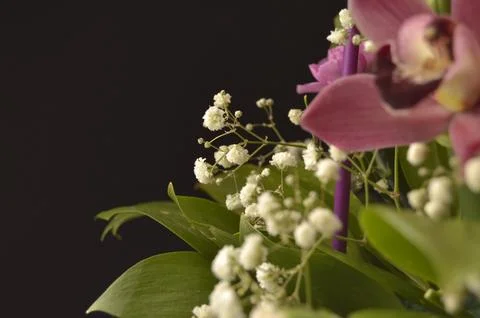 Spring flowers Stock Photos