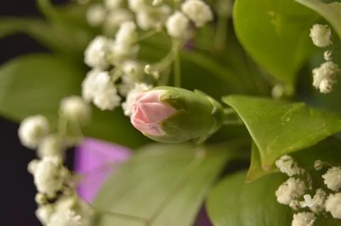 Spring flowers Stock Photos