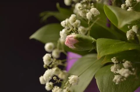 Spring flowers Stock Photos