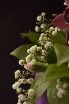 Spring flowers Stock Photos