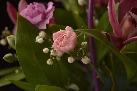 Spring flowers Foto stock