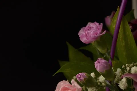 Spring flowers Stock Photos