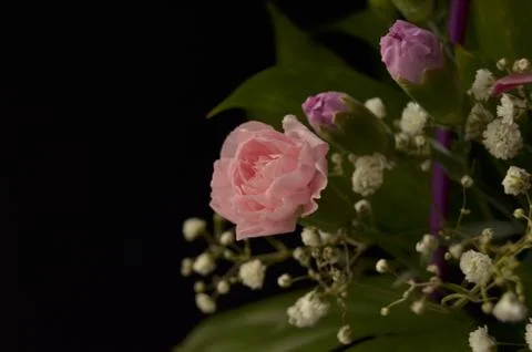 Spring flowers Stock Photos