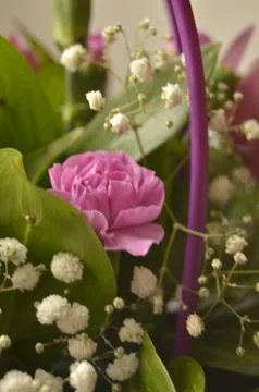 Spring flowers Stock Photos