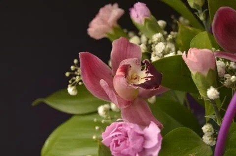 Spring flowers Stock Photos