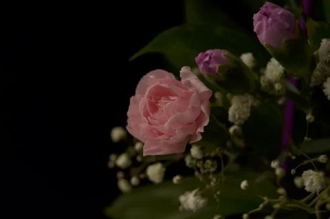 Spring flowers Stock Photos