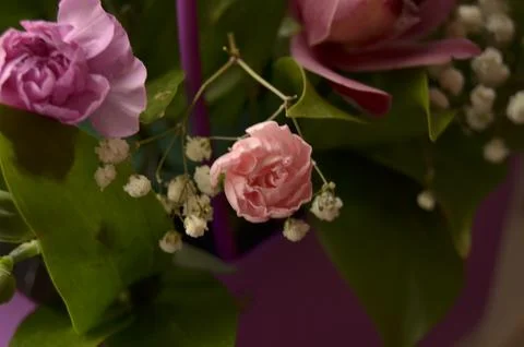 Spring flowers Stock Photos