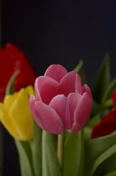 Spring flowers Stock Photos