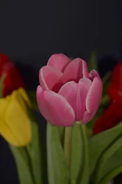 Spring flowers Stock Photos