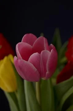 Spring flowers Foto stock
