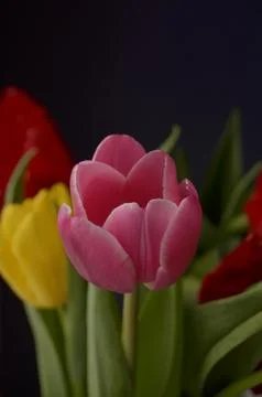 Spring flowers Stock Photos