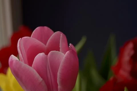 Spring flowers Foto stock