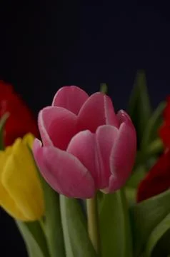 Spring flowers Stock Photos