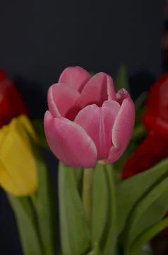 Spring flowers Stock Photos