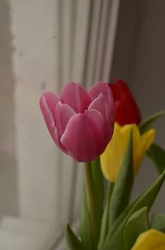 Spring flowers Stock Photos