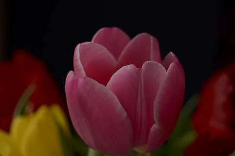 Spring flowers Foto stock