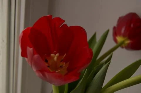 Spring flowers Stock Photos