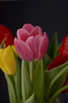 Spring flowers Stock Photos