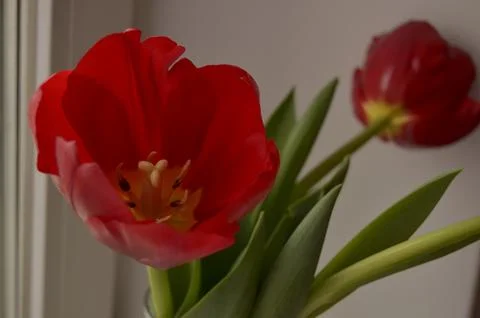 Spring flowers Stock Photos