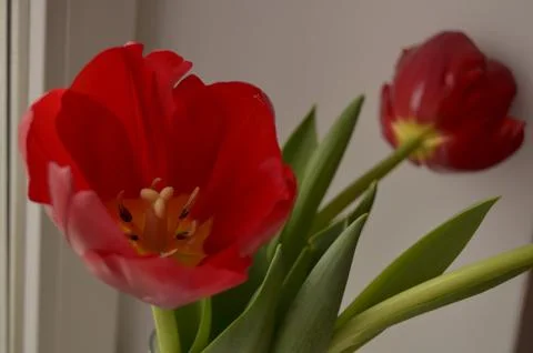 Spring flowers Stock Photos