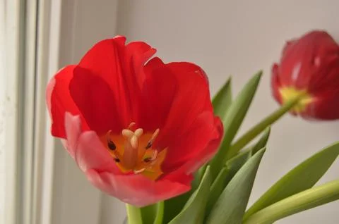 Spring flowers Foto stock