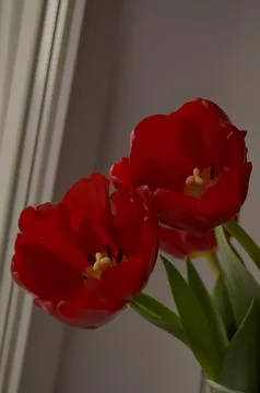 Spring flowers Stock Photos
