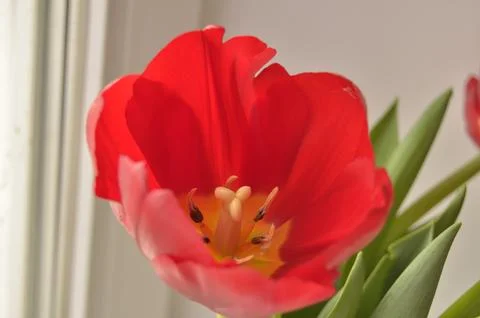 Spring flowers Stock Photos