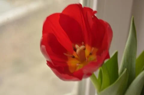 Spring flowers Stock Photos