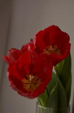 Spring flowers Stock Photos