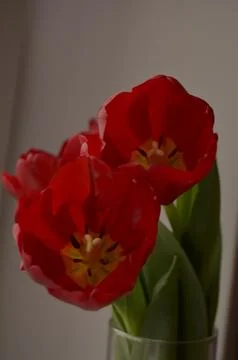 Spring flowers Foto stock