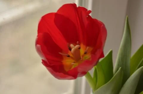 Spring flowers Stock Photos