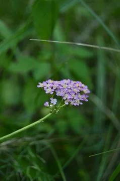 Spring flowers Foto stock