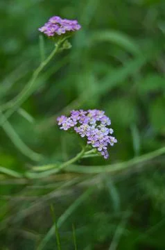 Spring flowers Foto stock