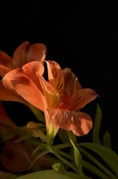 Spring flowers Stock Photos