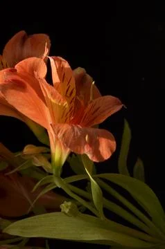 Spring flowers Stock Photos