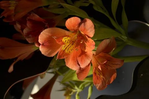 Spring flowers Stock Photos