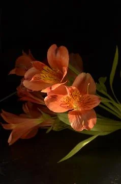 Spring flowers Stock Photos