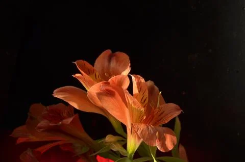 Spring flowers Stock Photos